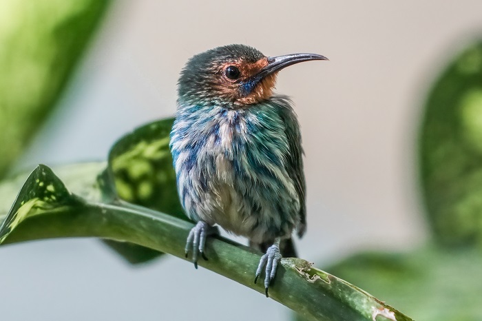 Purpurnaschvogel Jungvogel