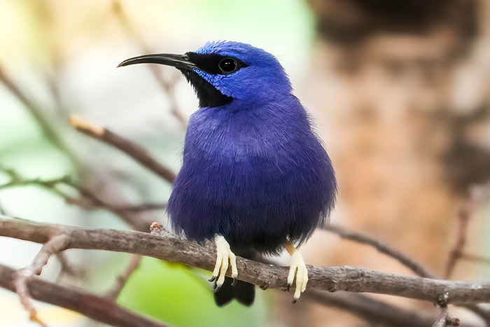 Kobaltnaschvogel