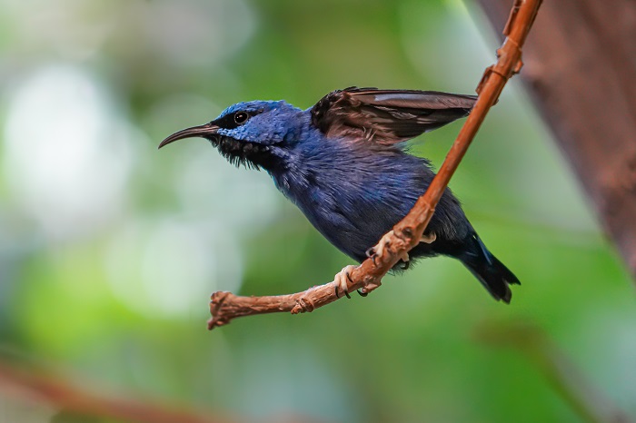 Purpurnaschvogel