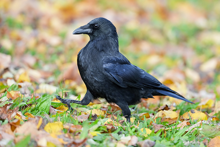 Häufige Vögel in Deuschland