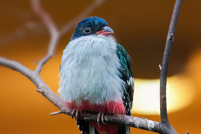 Kubatrogon