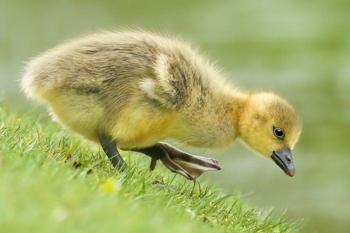 Küken Gänseküken