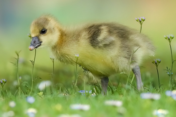 Vogelbeobachtung Chiemsee