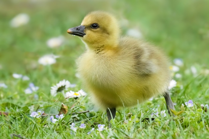 Vogelküken