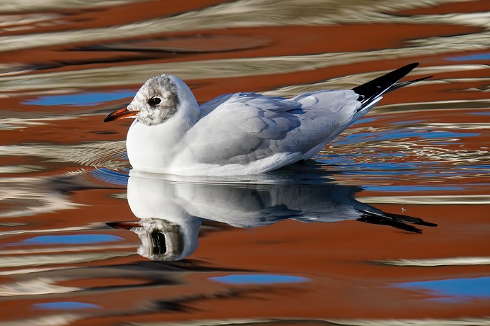 Möwe