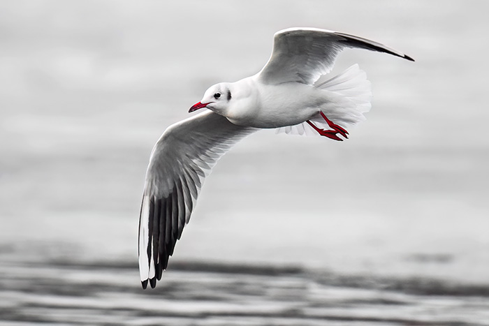 Fliegende Möwe Lachmöwe im Flug