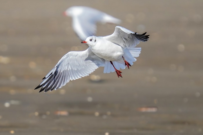 fliegende Lachmöwe Bild