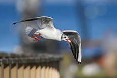 fliegende Möwe