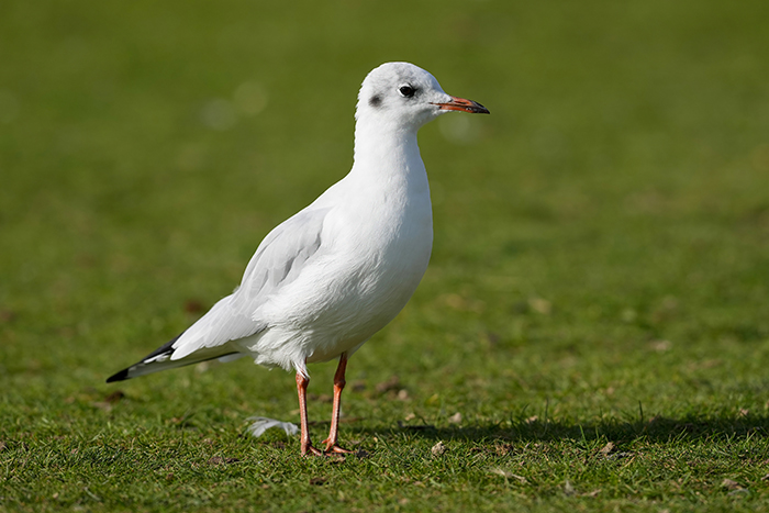 Lachmöwe Winterkleid 