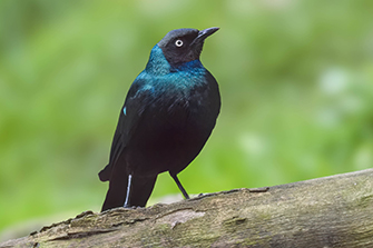 Langschwanz-Glanzstar