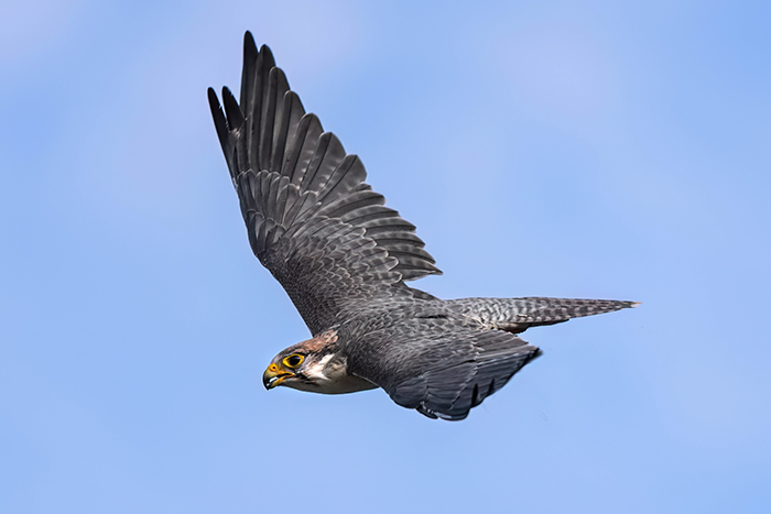fliegender lannerfalke