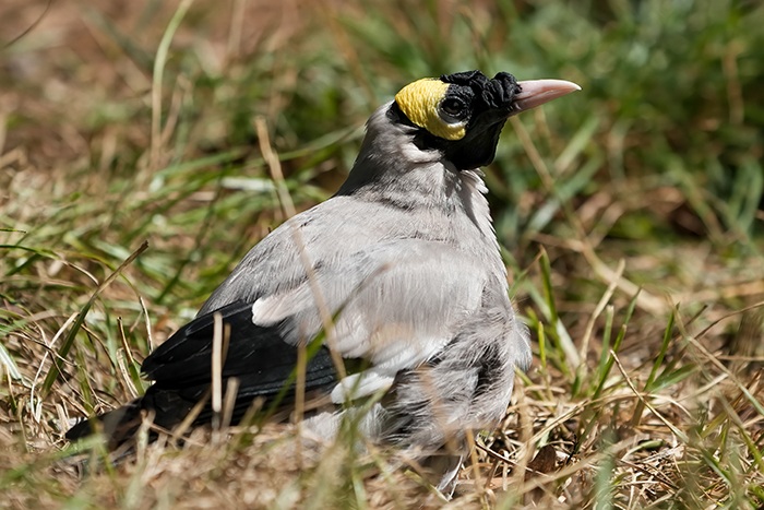Creatophora cinerea