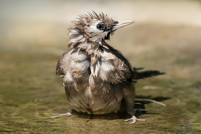 Vogelarten Afrika