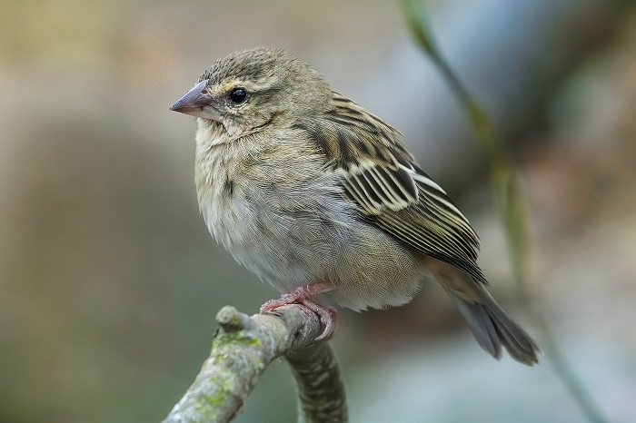 Madagaskarweber Weibchen