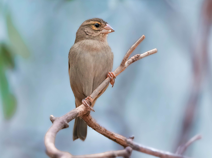 Madagaskarweber Weibchen