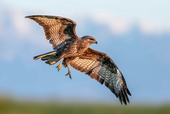 bussard-fotoversteck
