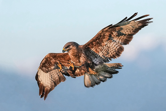 Bussard fotografiern Mäusebussard fotografieren