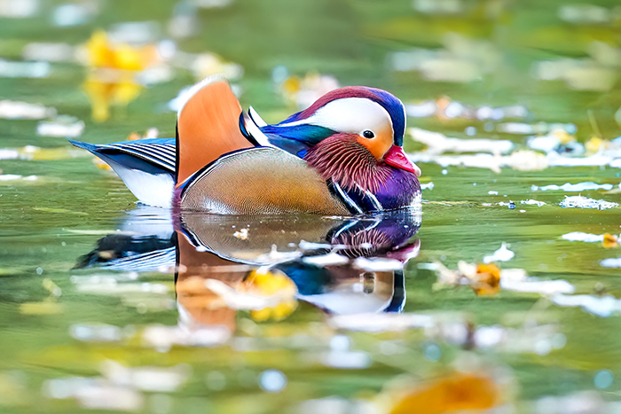 Mandarinente Männchen