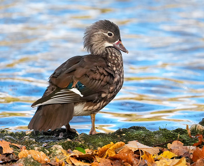Mandarinente Weibchen