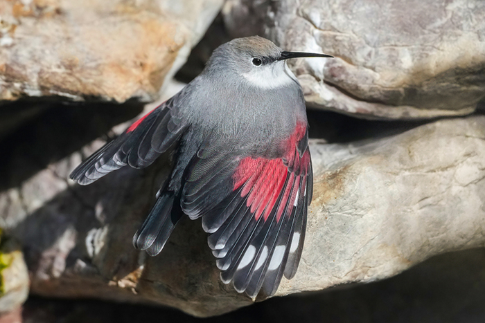 Vögel Vogelarten Bayern