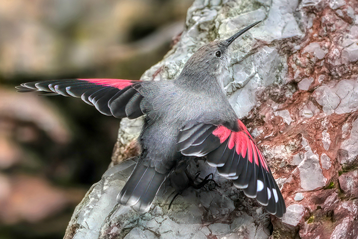 heimische Vögel