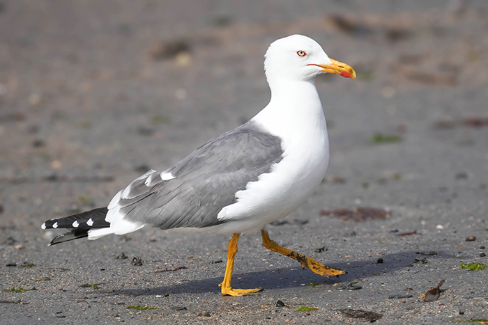 Möwe