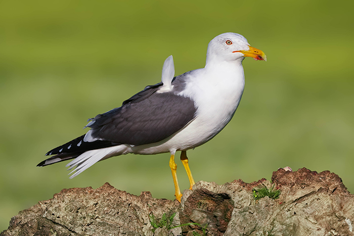 Mittelmeermöwe