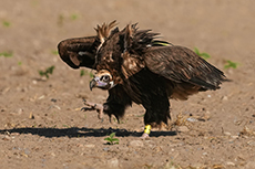 Mönchsgeier