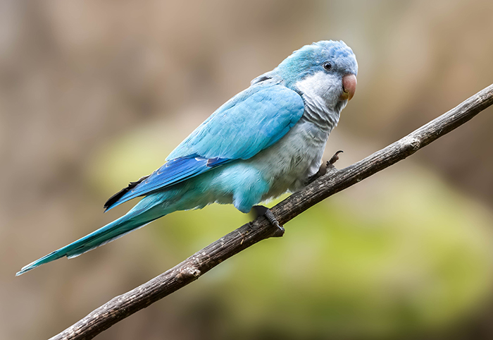 Blauer papagei