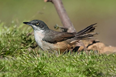 Orpheusgrasmücke