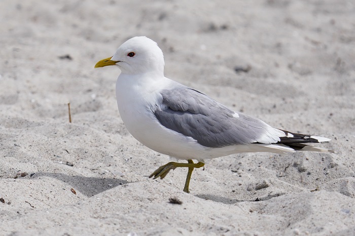 Ostseeküste Vögel Vogelarten