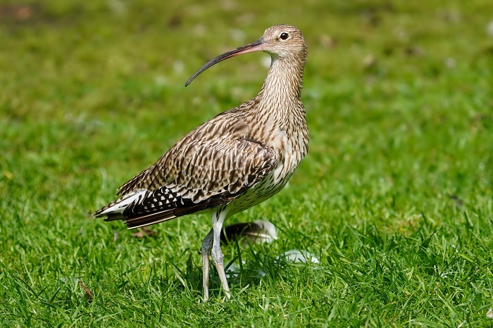 Vogelarten Vögel Ostseeküste
