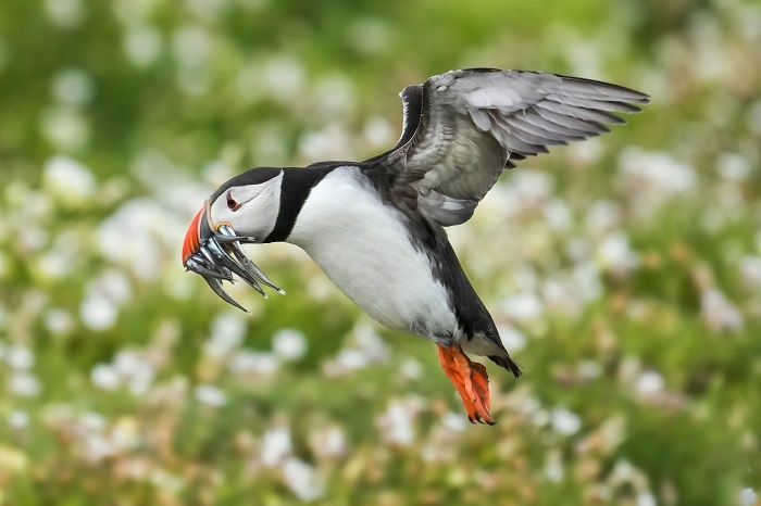 Papageitaucher Puffins fotografieren