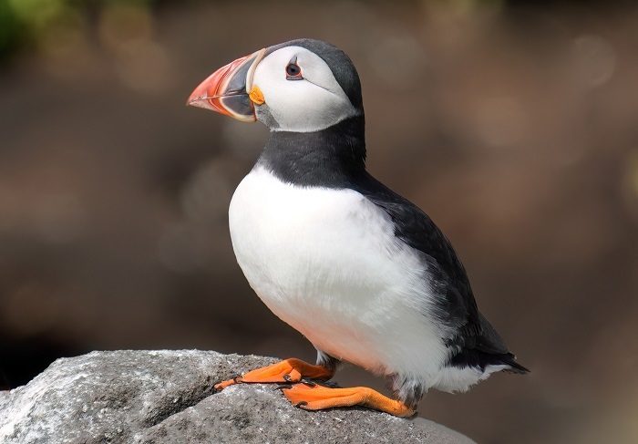 Puffins Fotoreise