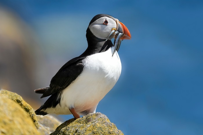 Puffins Fotoreise Papageitaucher