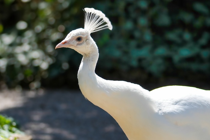 Weißer Pfau
