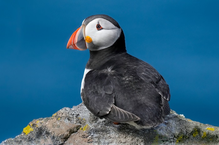 Puffin Fotoreise