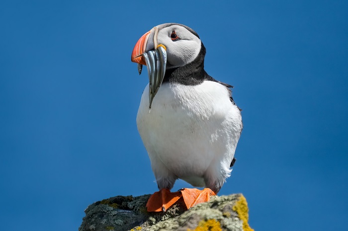 Puffins fotografieren