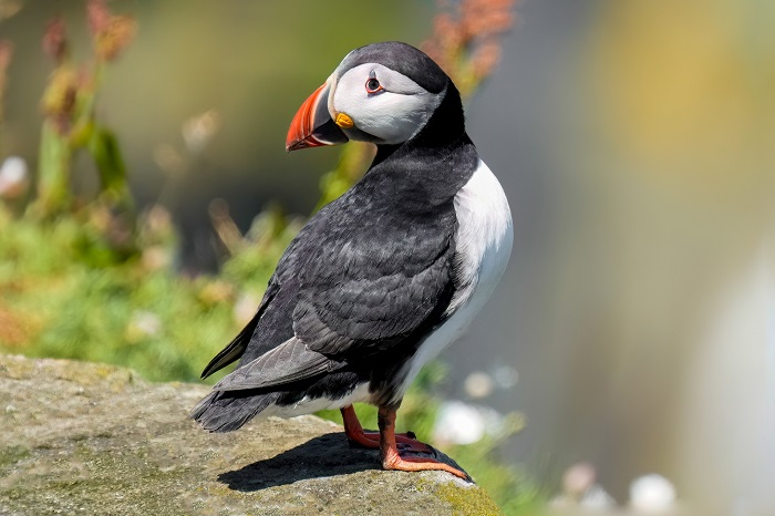 Puffins Isle of May