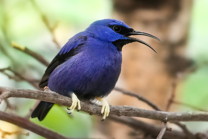 Purpurnaschvogel