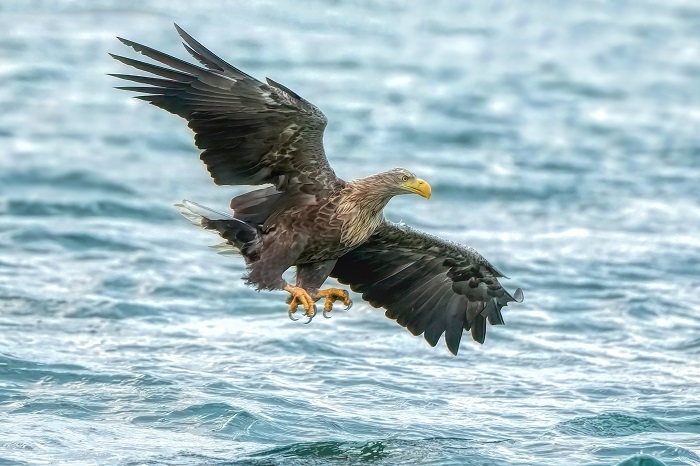 Adler Ranger-Tours
