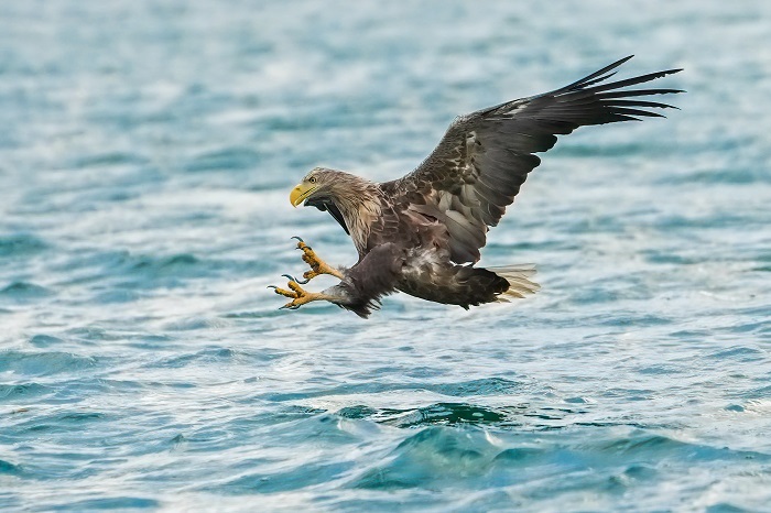 Adler Ranger-Tours