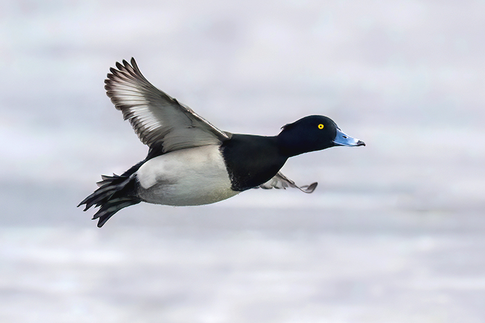 fliegende Reiherente 