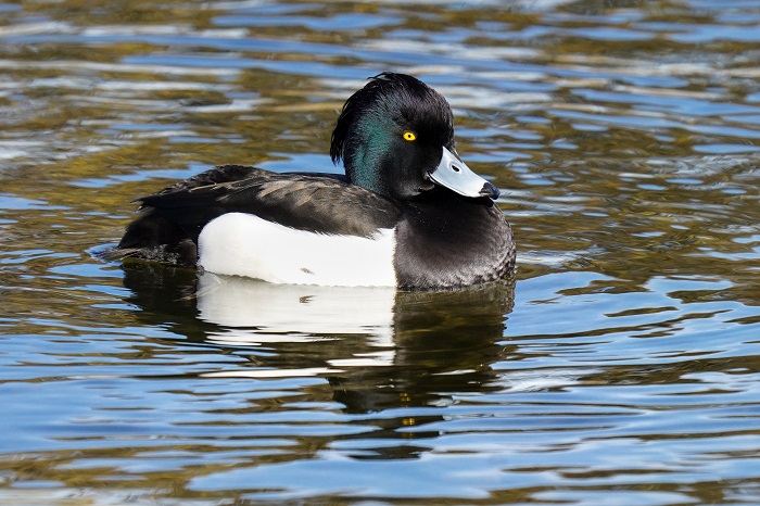 Reiherente Männchen 