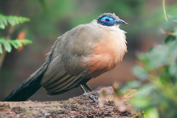 Riesenseidenkuckuck