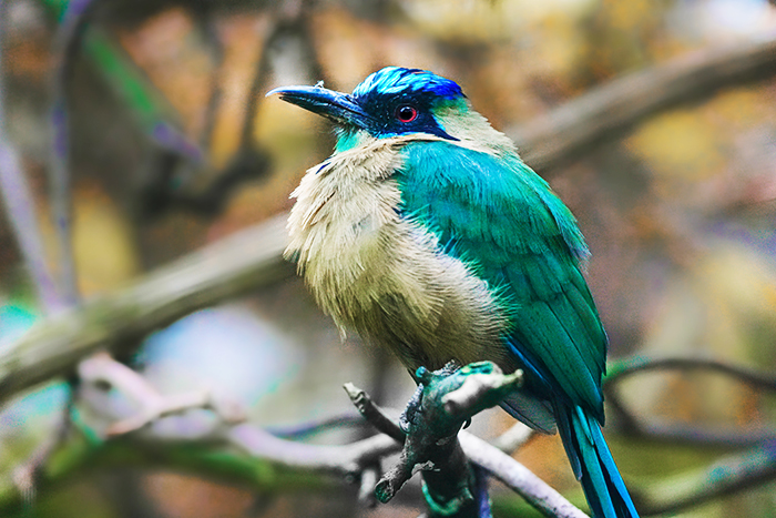 Rötelbauchmotmot