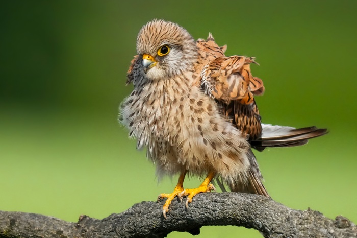 Rötelfalke Weibchen
