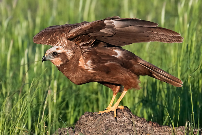Rohrweihe