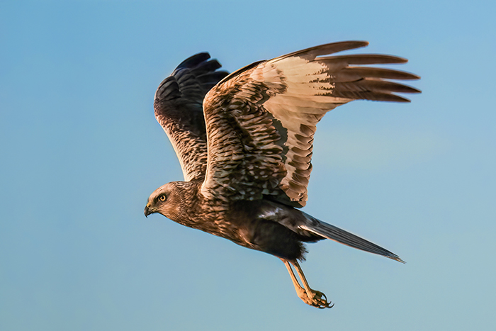 Vogelfotografie Reise