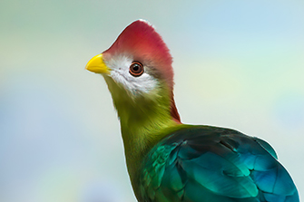 Rothaubenturako